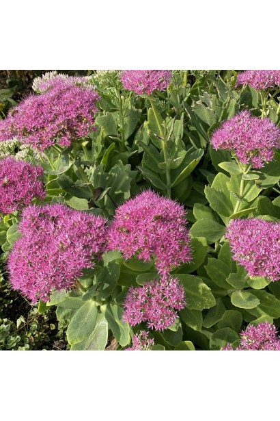 Соцветие очитка видного ‘Неон’  крупным планом